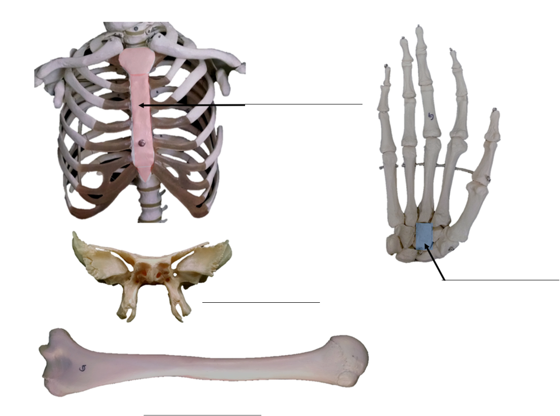 Bones labeled for labeling with bone shapes.