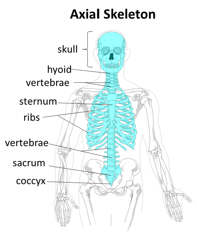 Skeleton with the axial skeleton highlighted including the skull, hyoid, vertebrae, sacrum, coccyx, and thoracic cage.