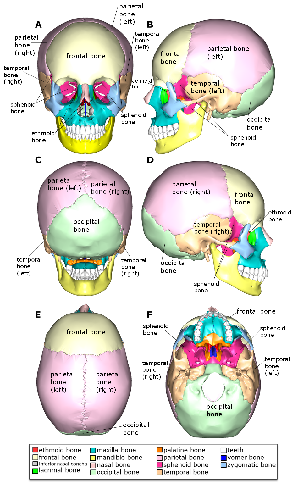Skull diagram with bones of the cranium labeled.