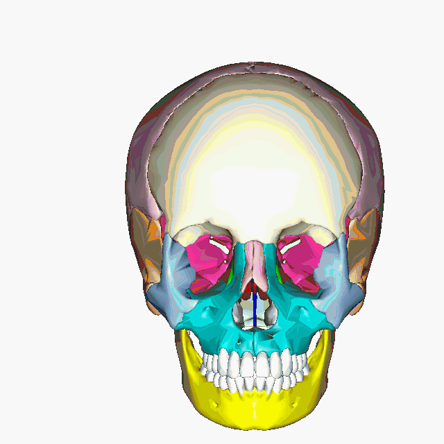 Rotating skull image with bones colored different colors.