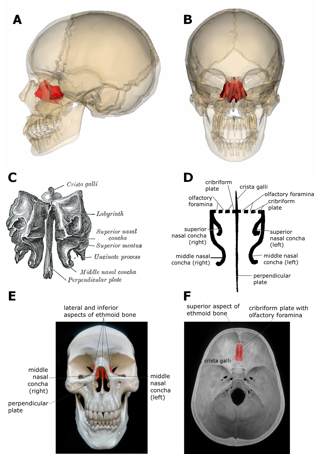 Diagrams showing the location and structure of the ethmoid bone in the skull.