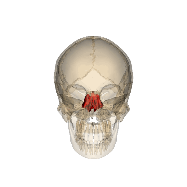 Rotating skull with the ethmoid bone highlighted in red.
