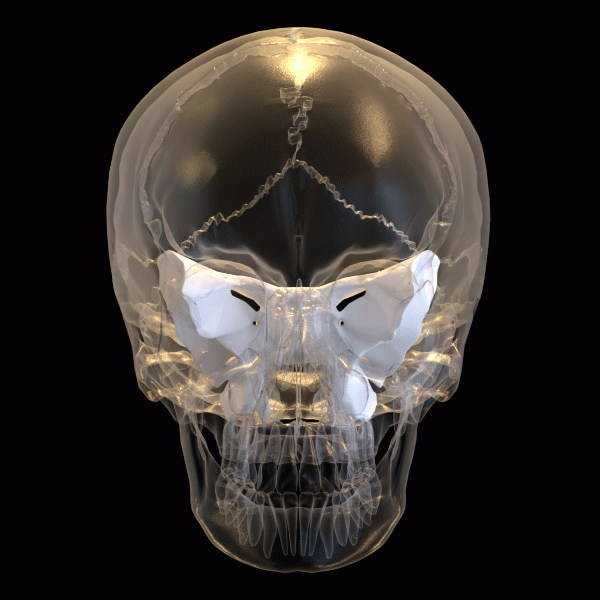 Rotating skull showing the position of the sphenoid bone.