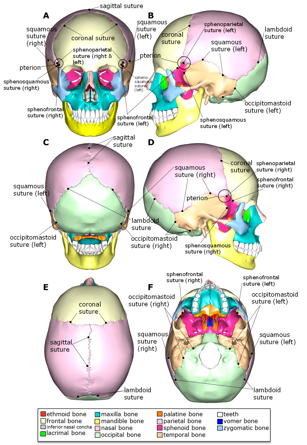 Skull diagram showing the sutures of the skull.