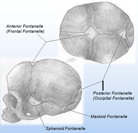 illustrations of the fontanelles of an infant skull