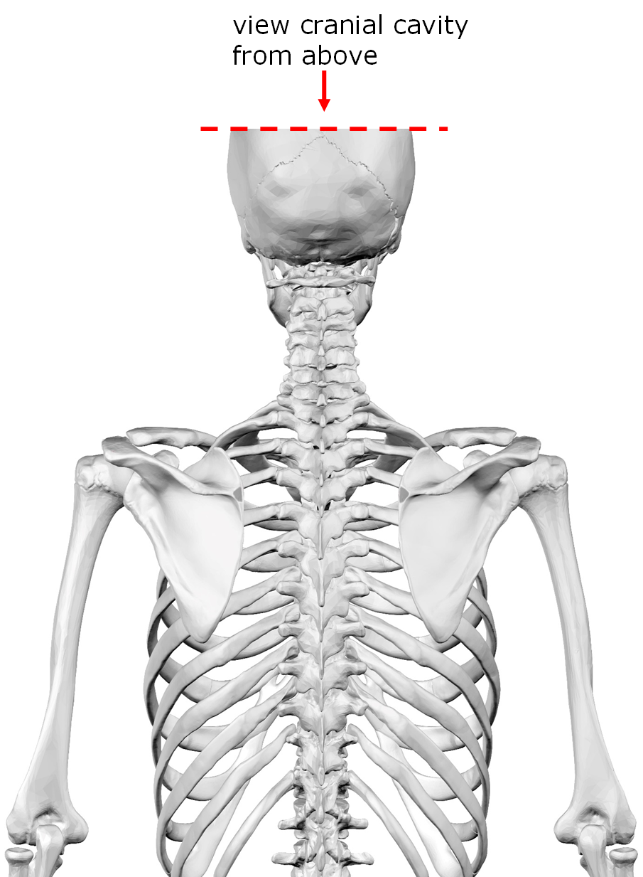 Skeleton with skull with the top sliced off and an arrow pointing down into the cranial cavity to show the position of the cranial cavity.
