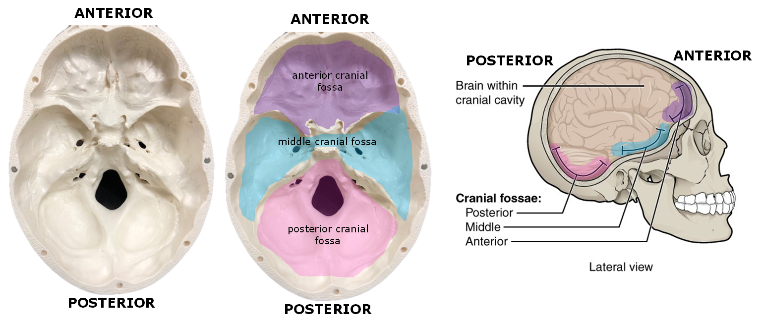 Fossae of the cranial cavity.