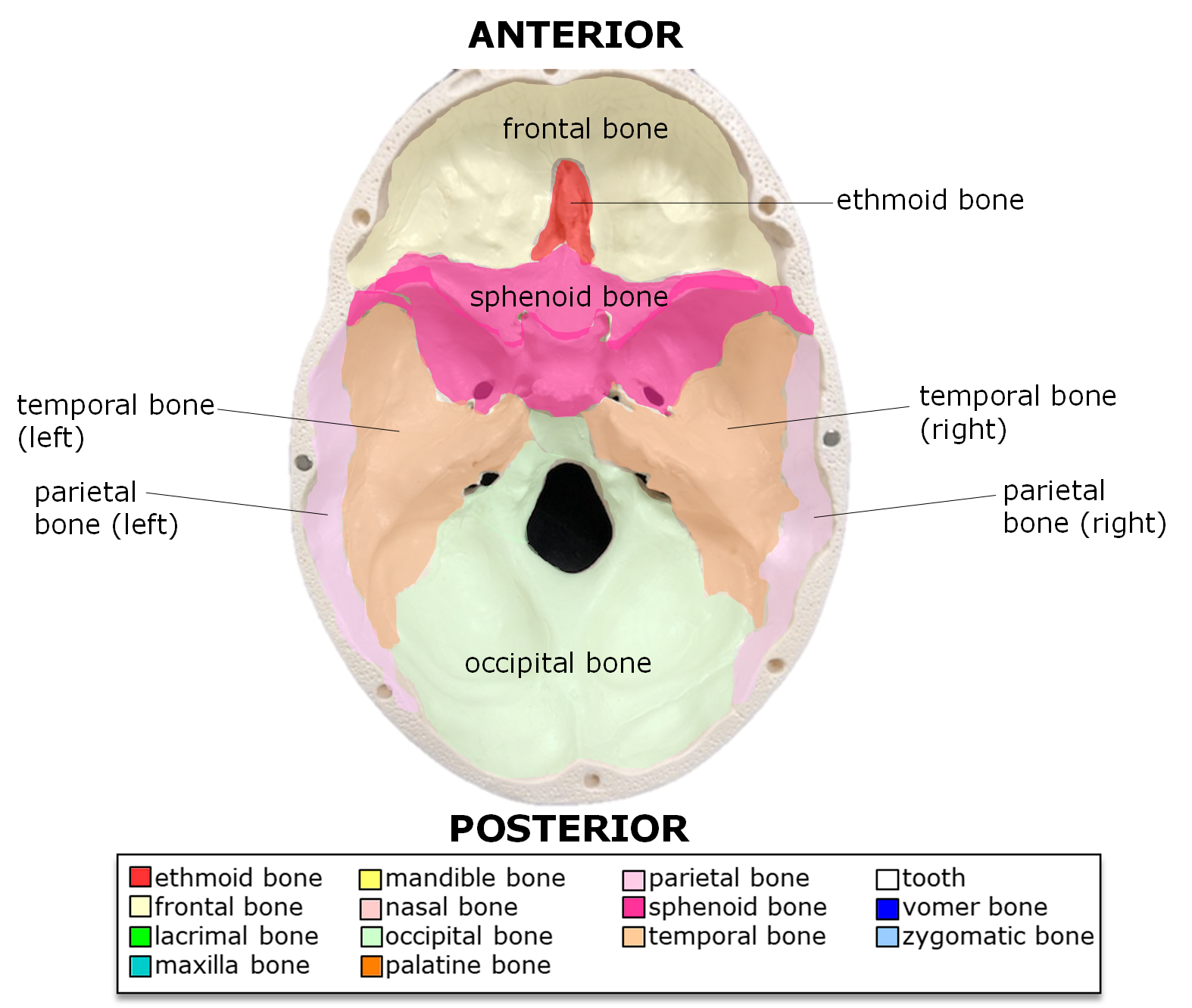 Bones of the cranial cavity.