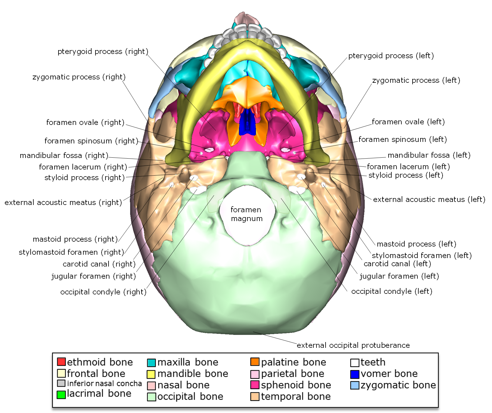 Markings of the inferior cranium