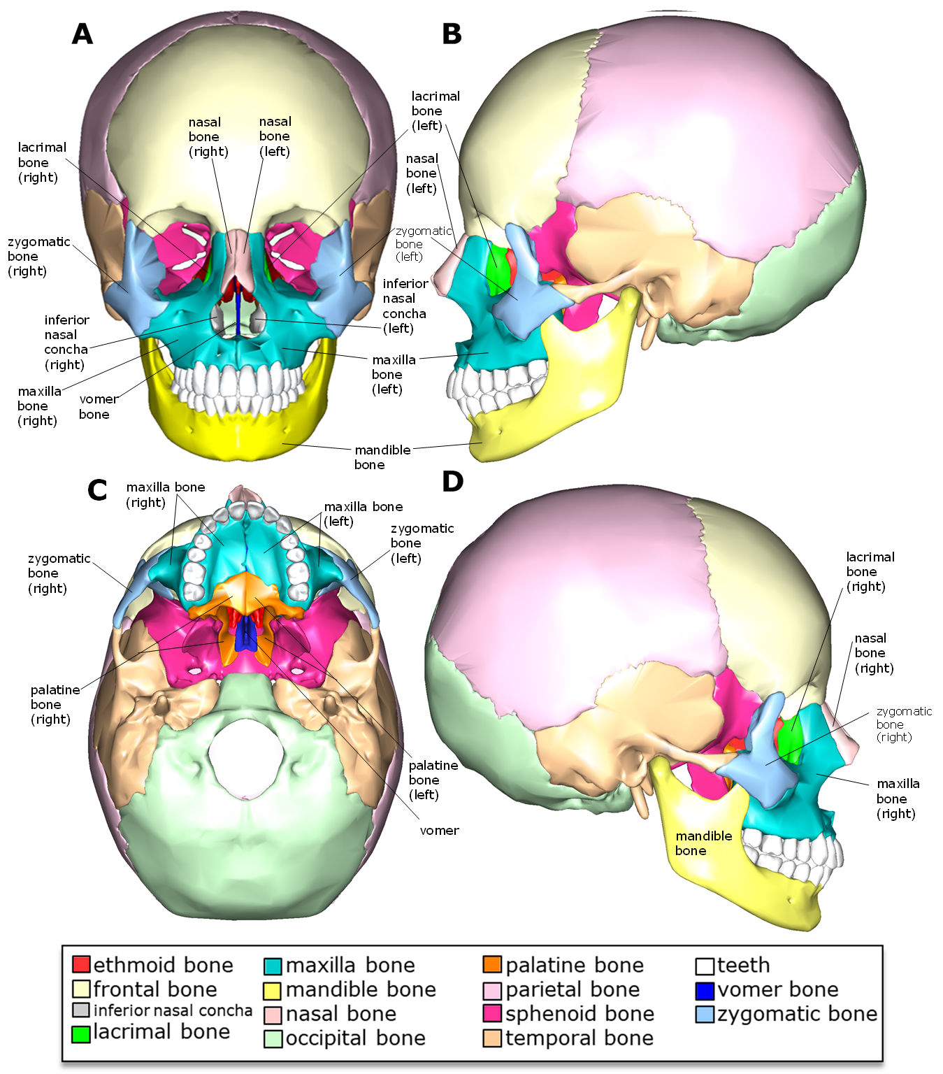 Diagram of the facial bones