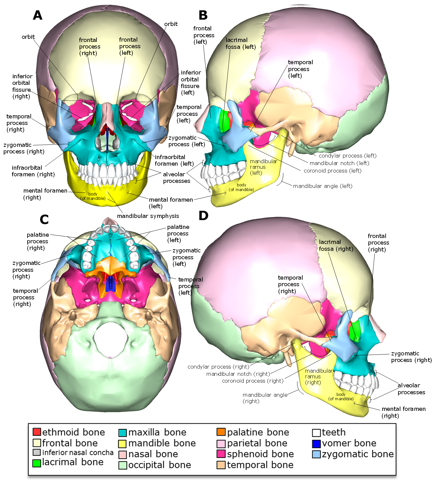 Diagram of the markings of the facial bones