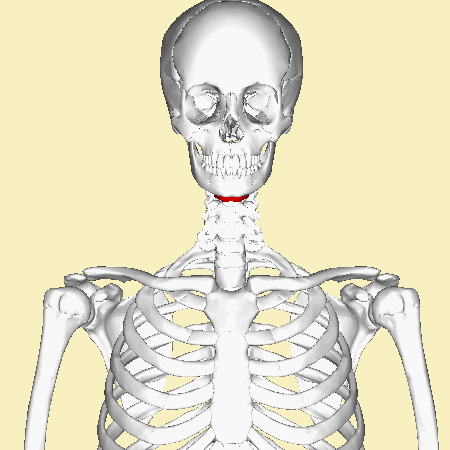 Rotating skeleton with the hyoid bone highlighted red.