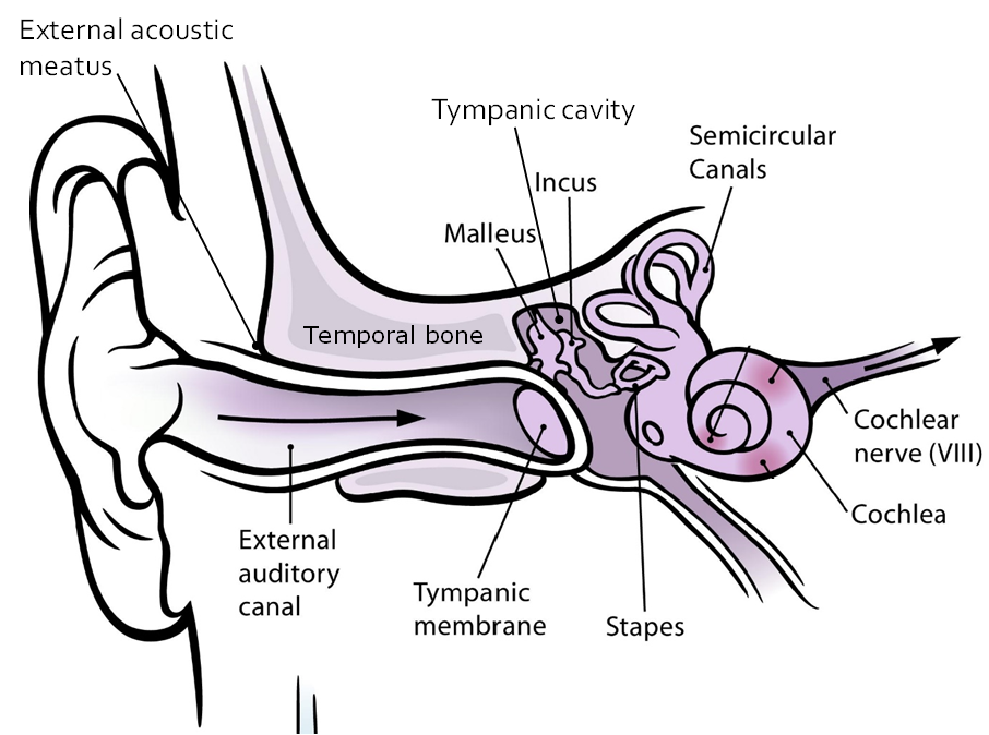 Diagram of the auditory ossicles
