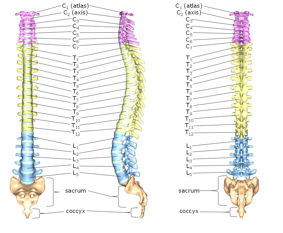 diagram of the vertebral column with each vertebra labeled