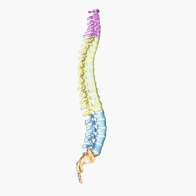 Rotating vertebral column