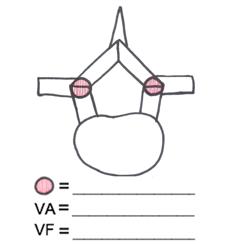 Generalized illustration of a vertebra (superior view).