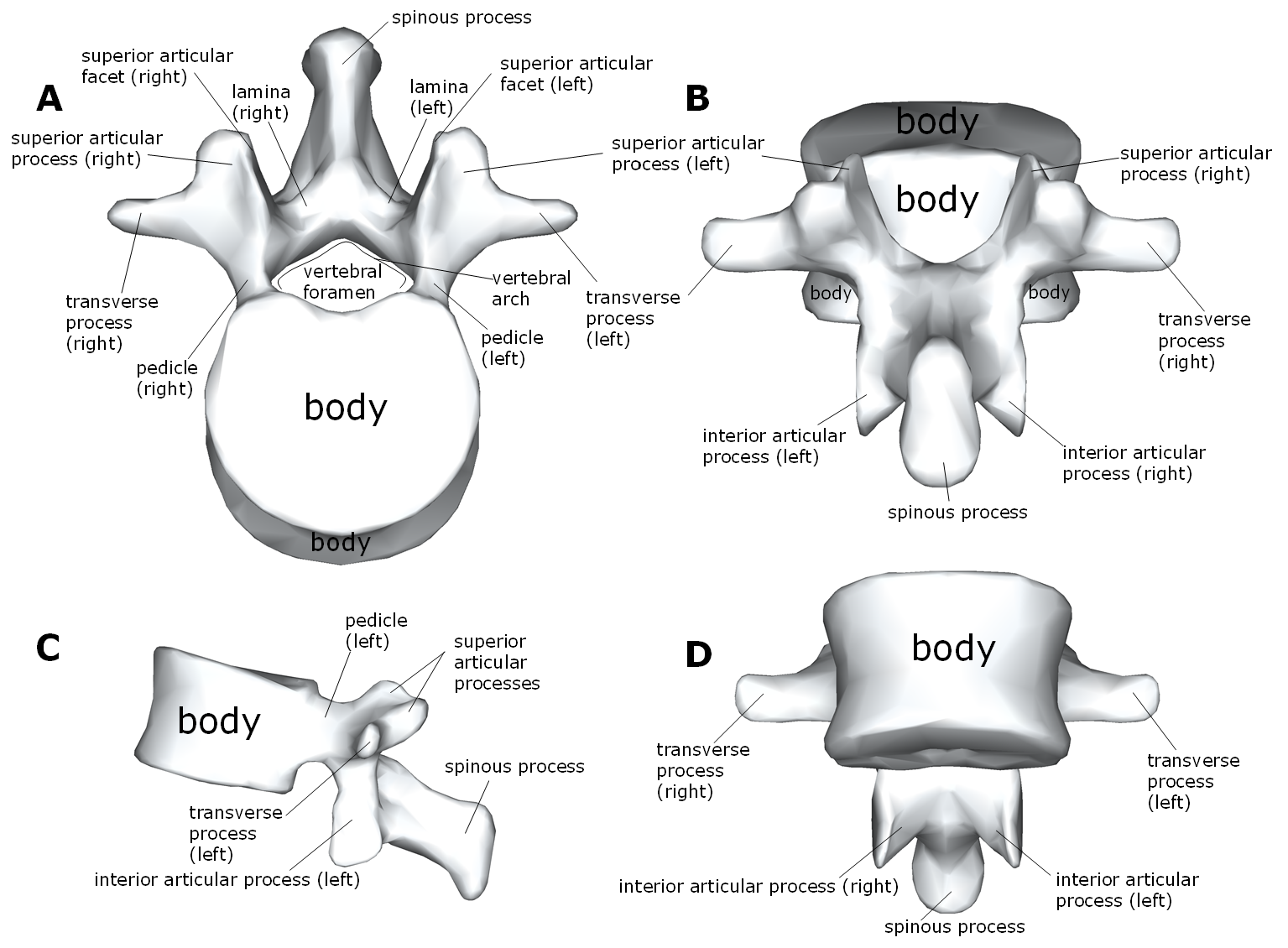 Diagram of the markings of a vertebra
