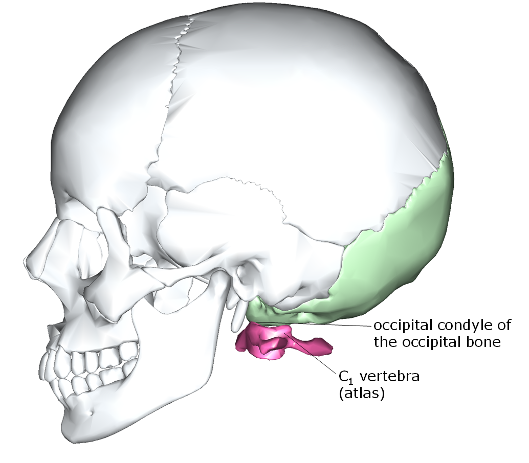 Lateral view of the skull with C1 articulating 