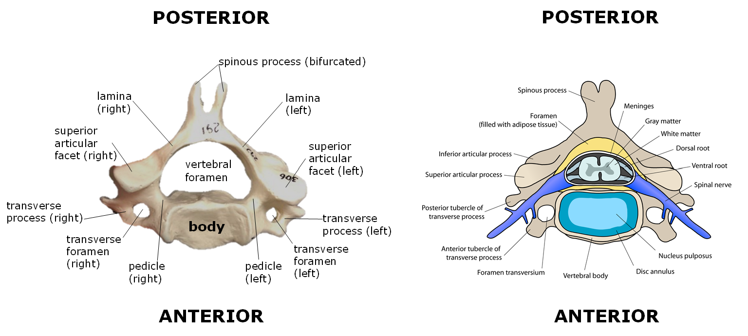 Diagram of a cervical vertebra
