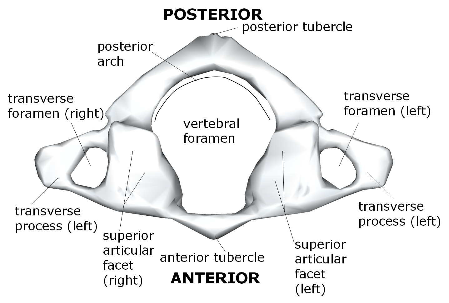 Atlas C1 Vertebra Anatomy Functions Labeled Diagram 7401