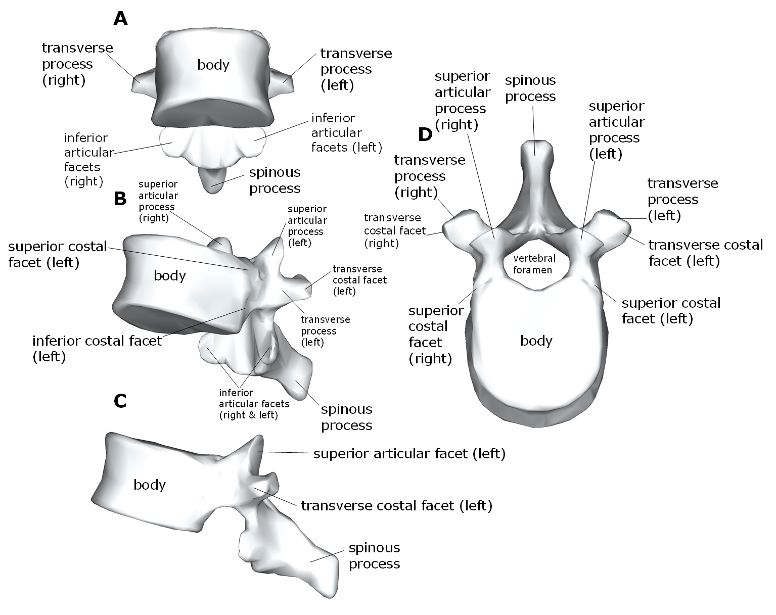 Diagram of a thoracic vertebra