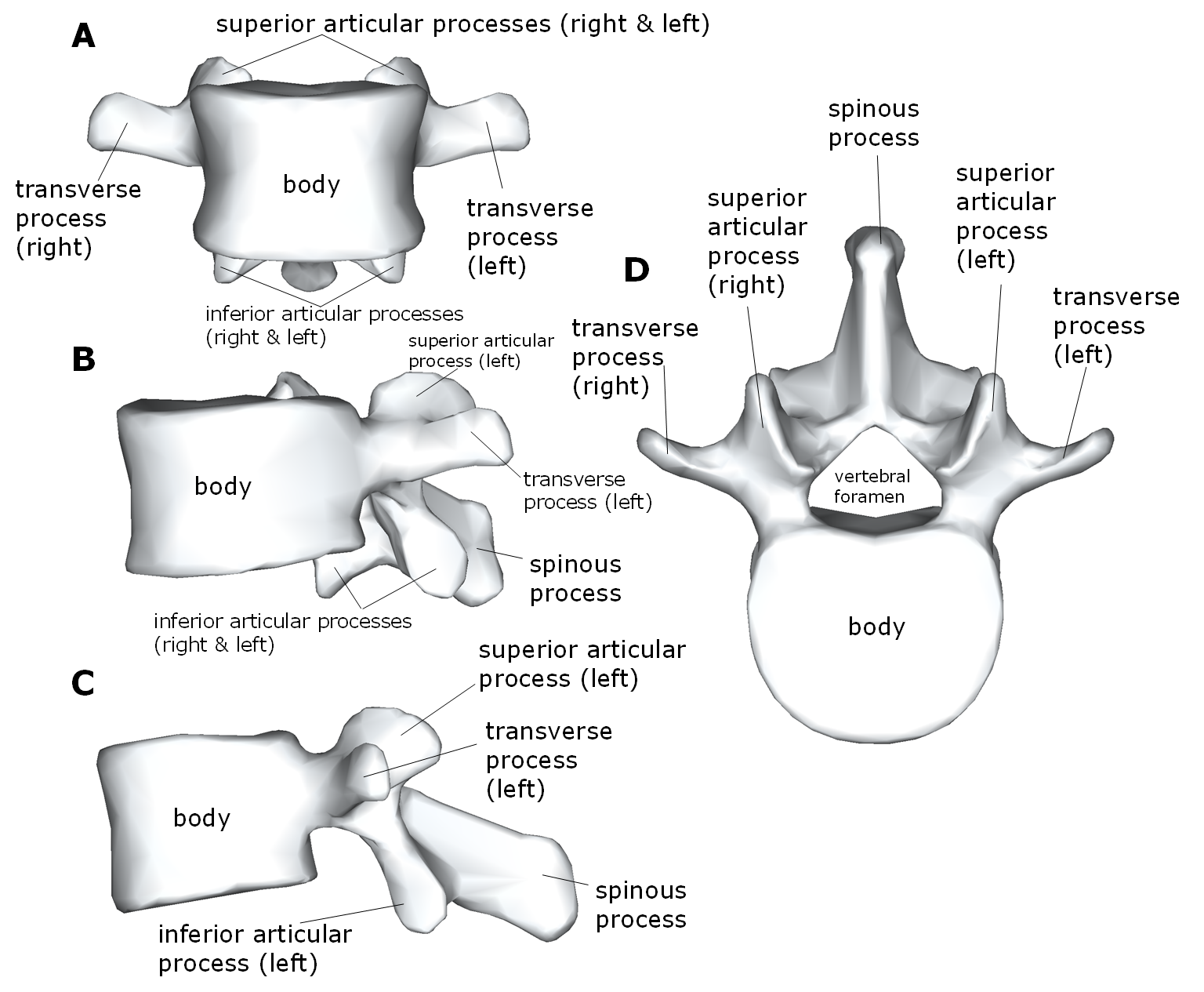 Diagram of lumbar vertebrae