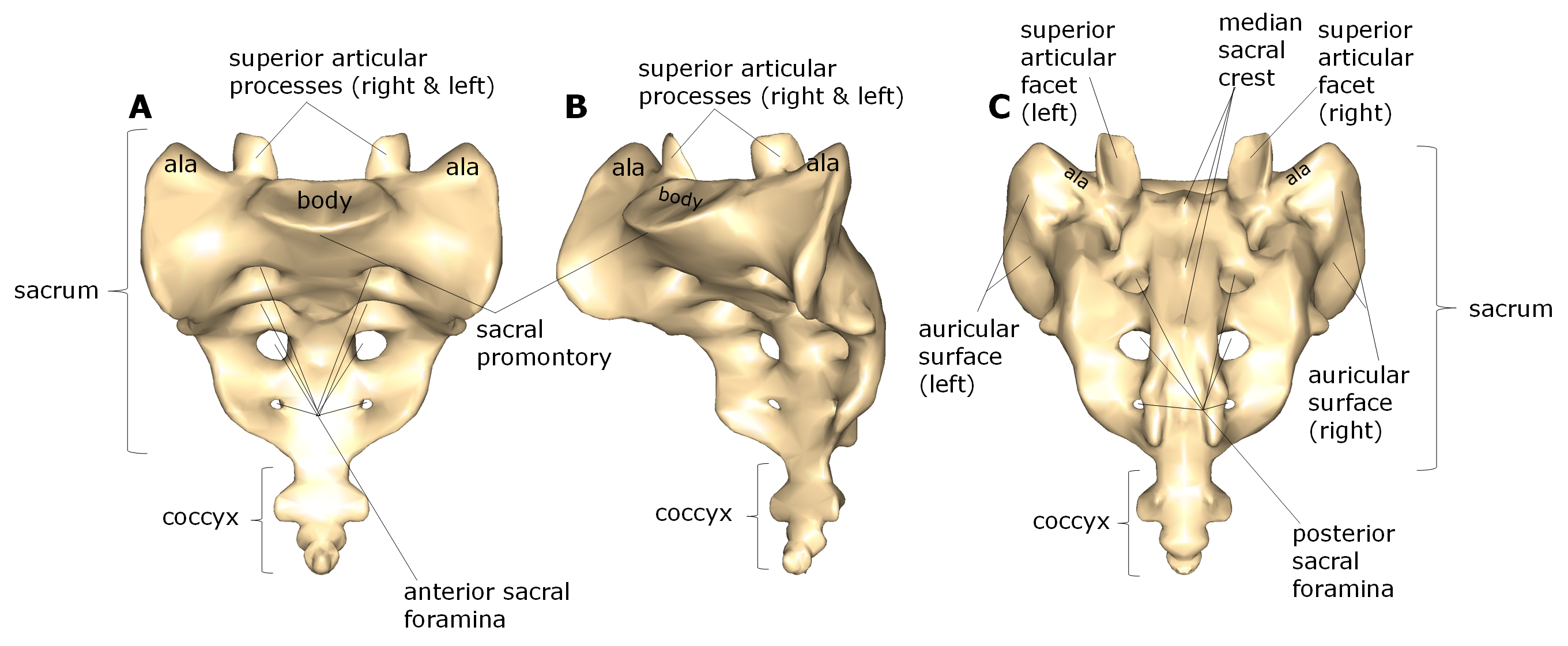 Diagram of the sacrum and coccyx