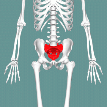 Skeleton with the sacrum highlighted in red
