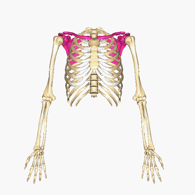 The pectoral/shoulder girdle highlighted on a rotating skeleton