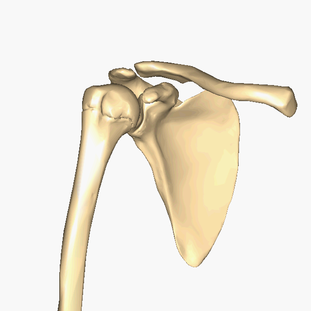 Rotating scapula, clavicle, and humerus to show the shoulder joint