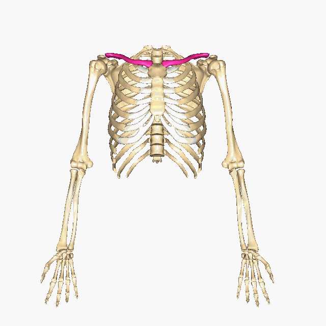 position of clavicle highlighted on skeleton