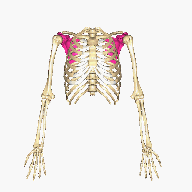 Skeleton of arm + shoulder girdle
