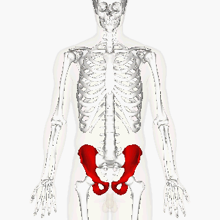 Skeleton with the os coxae (hip bones) highlighted in red.