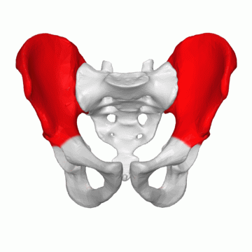 ilium highlighted in red on rotating pelvis