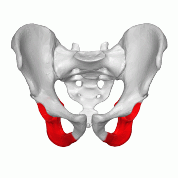 Ischium highlighted in red on rotating pelvis