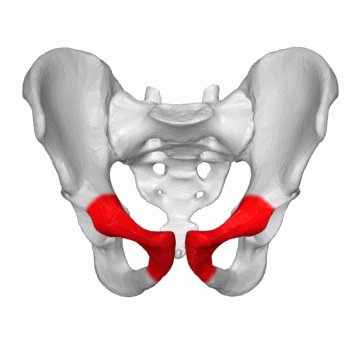 Pubis highlighted in red on a rotating pelvis