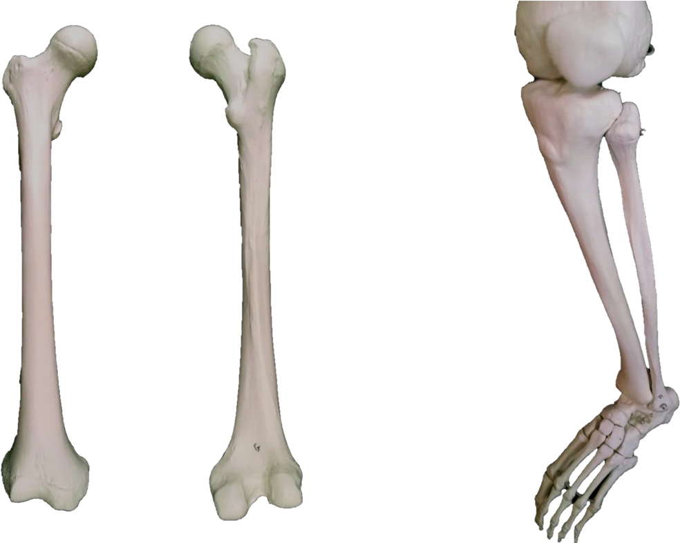 femur, tibia, fibula, and bones of the ankle and foot