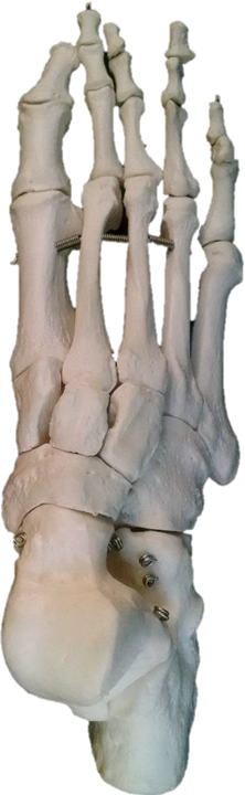 bones of the ankle and foot