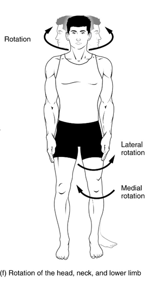 Examples of rotations including lateral and medial rotations. Rotation of the head turns the head laterally in either direction. Lateral rotation of the lower limb turns the lower limb laterally. Medial rotation of the lower limb turns the lower limb medially.