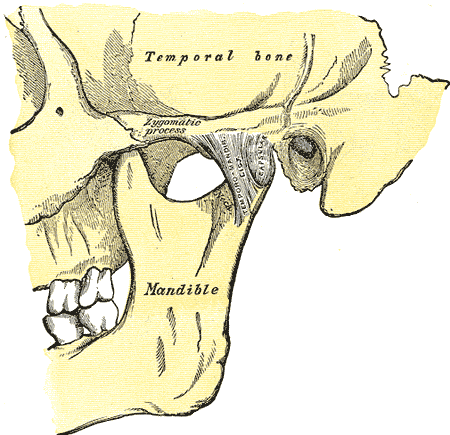 Lateral view of the mandible joint.