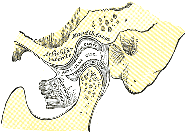 Synovial cavities of the mandible joint.