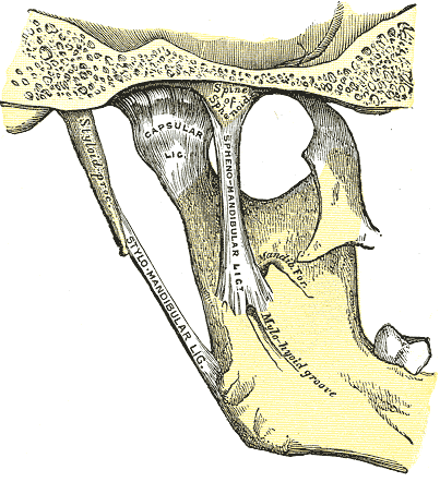 Medial view of the mandible joint.