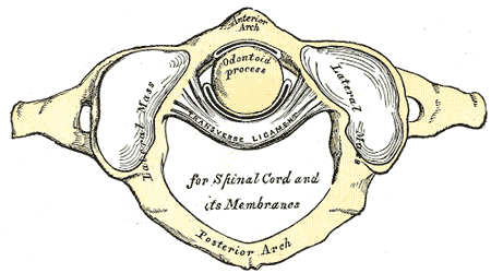 Superior view of C1 vertebrae and its articulation with dens of the C2 vertebra.