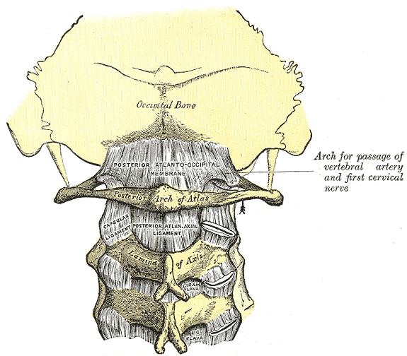 Posterior view of the occipital bone of the skull and the superior cervical vertebrae.