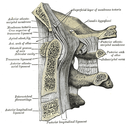 Medial sagittal section of the occipital bone of the skull and the superior cervical vertebrae.