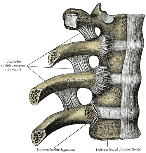 Anterior view of thoracic vertebrae articulating with ribs.