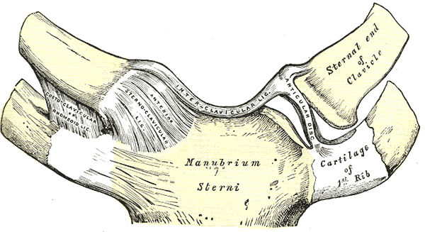 Articulation of the manubrium of the sternum with the clavicles and the first ribs.