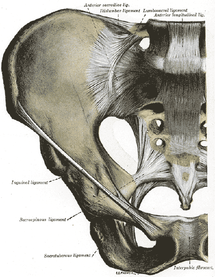 Anterior articulations of pelvis.