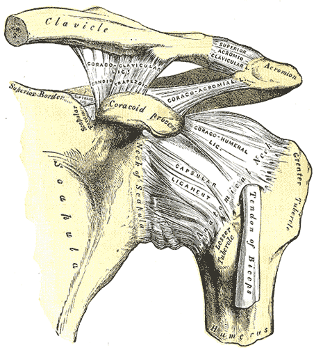 Anterior view of the shoulder joint