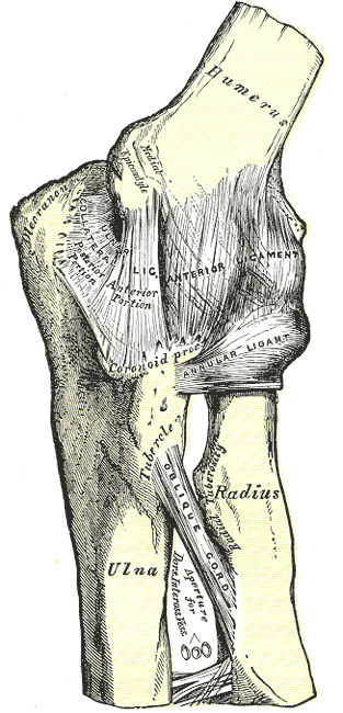 Illustration of elbow joint